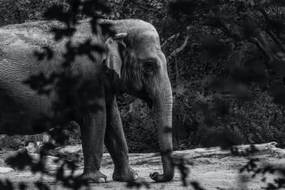 The elephant's gray photography
